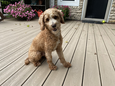 M&R Benson (ACA Registered: Red Poodle (OH-ABA-1712429-001  Weight 18 lbs)