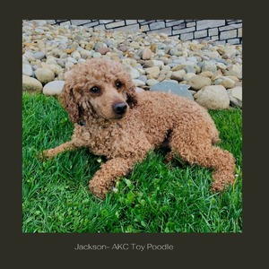 M&R Jackson (ACA Registered:  Red Toy Poodle (OH-ABA-1701040-001)  Weight 12 lbs)