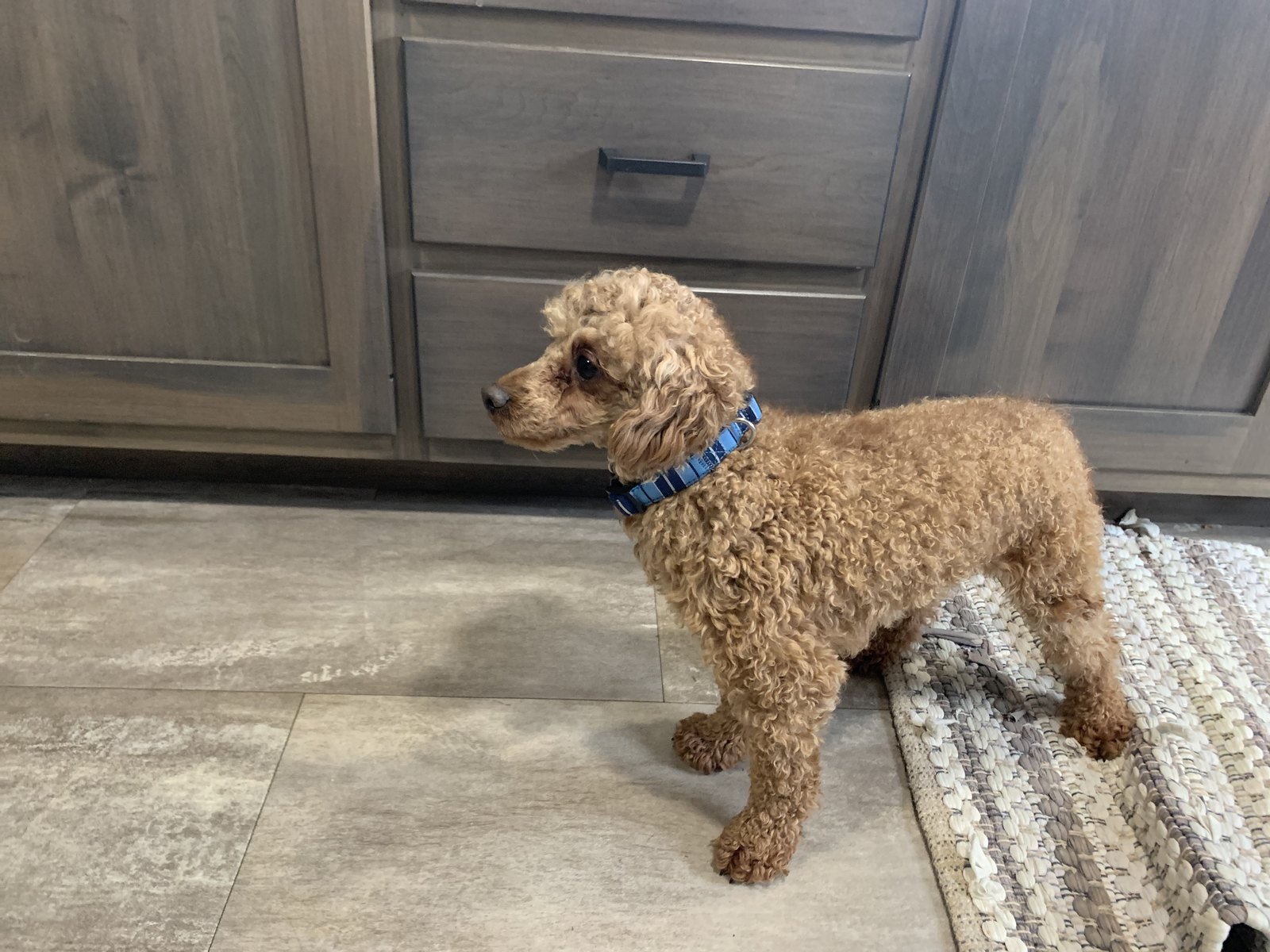 M&r working best sale dogs