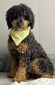 M&R Tommy ((Purebred Minature Poodle  Weight 17 lbs)