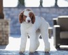 ADORA'S Arlo