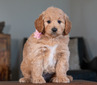 Ella (chip '22)