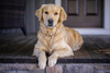 Zoey  Lynn VII ((Golden Retriever))