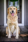 Marley Mae VI ((Golden Retriever))
