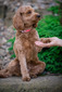 Mya Lane ((F1 Mini Golden Doodle))