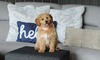 Ella (chip '22)