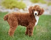 Adora Million Miles (Miles AKC Registered (PR28355301) Red Toy Poodle Weight 12 lbs)