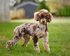 Adora's Cyrus (Cyrus (13 lbs, 15" H) - AKC: PR27885303)