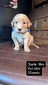 Mr Charlie (Micro:  101)