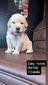 Miss Daisy (Micro:  103)