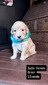Miss Sadie (Micro:  105)