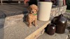 Mr Milo (Micro:  102)