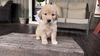 Miss Luna (Micro:  104)