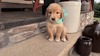 Miss Sadie (Micro:  105)