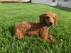 M&R Caleb ((Minature Red Poodle) OH-ABA-1775936-002   Weight:  11lbs)