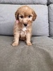 Lennon 