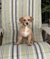 M&R Belaire's Hank (AKC Registered: Red Toy Poodle (PR22521101) Weight 10 lbs)